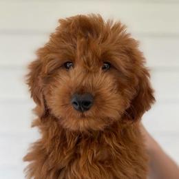 Kenzie - Goldendoodle