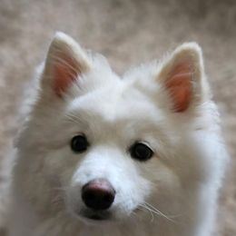 Moon (Moonbeam) - White female Pomsky puppy in Rochester, Minnesota from Gypsy Rose Pomskies