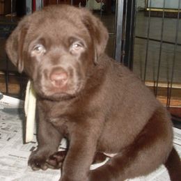 Labrador Retriever Puppies from Lorlyn Labradors