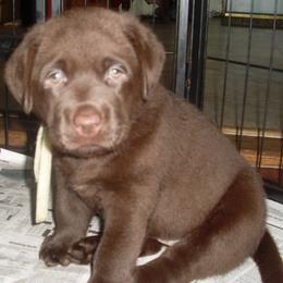 Labrador Retriever Puppies from Lorlyn Labradors