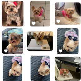 Zoey - Blue and gold female Yorkshire Terrier puppy in Las Vegas, Nevada from Lala’s Pups