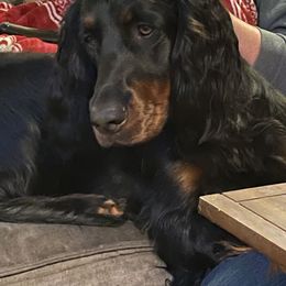 Harley - Gordon Setter