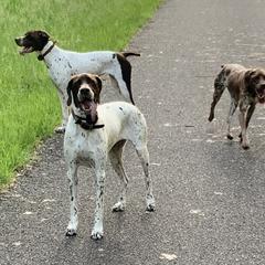 Braque Francais Pyrenean All Grown Up from Avon’s Braque Francais Kennels