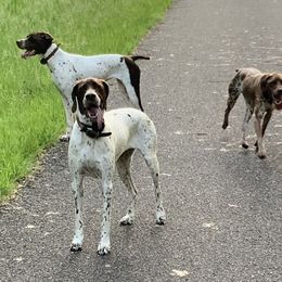 Braque Francais Pyrenean All Grown Up from Avon’s Braque Francais Kennels