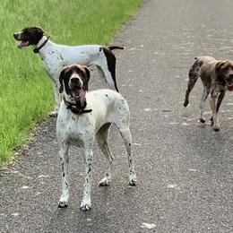 Braque Francais Pyrenean All Grown Up from Avon’s Braque Francais Kennels