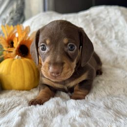 FRANKIE - Chocolate and tan male Dachshund puppy in Holtwood, Pennsylvania from Holly Hill Dachshunds