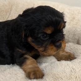 Clara - Black and tan female Cavalier King Charles Spaniel puppy in Spokane, Washington from PJE Cavs and Poos