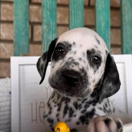Sand Castle - White and black female Dalmatian puppy in Melrose, New Mexico from ECMO Farm Dalmatians & Labrador Retrievers