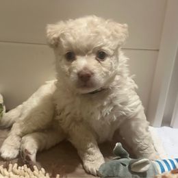 Boy 3 - Mudi puppy from Graves Farm Mudi