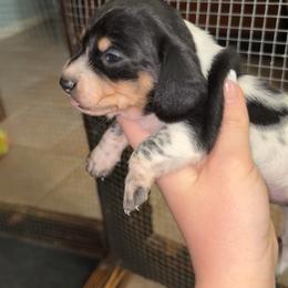 Cindy Lou - Black and cream female Dachshund puppy in Goldthwaite, Texas from Mini Mama Dachshunds