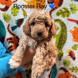 Rooster Ray - Apricot male Poodle puppy in Greensburg, Kentucky from Doodle Me Crazy