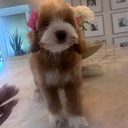 Lili - Red and white female Cockapoo puppy in Sacramento County, California from Sac-Town Poodles and Doodles