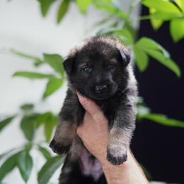 Saint - Sable male German Shepherd puppy in Coarsegold, California from Yosemite Shepherds