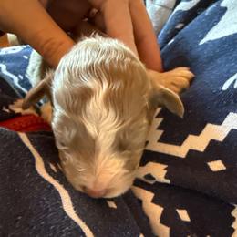 Boy 1 - Red merle male Aussiedoodle puppy in Four Oaks, North Carolina from RoseWest Farms
