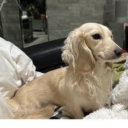 Lilly - Dachshund