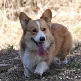 Blaze - Pembroke Welsh Corgi