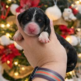Robin - Tri-color female Bernedoodle puppy in Kilgore, Texas from Furry Tail Doodles