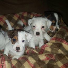 Russell Terrier Puppies from Vista Real Russells