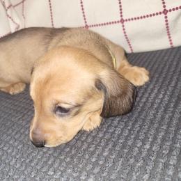 Yellow Collar - Red female Dachshund puppy in Suffolk, Virginia from Mini Love Bugs