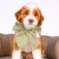 Boy 3 - Apricot Double Doodle puppy in Lehi, Utah from Our Little Farm Life Doodles