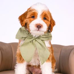 Boy 3 - Apricot Double Doodle puppy in Lehi, Utah from Our Little Farm Life Doodles