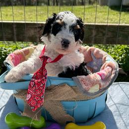 Stud Muffin - Tri-color male Bernedoodle puppy in Camden, North Carolina from Oopsie Doodles of NC