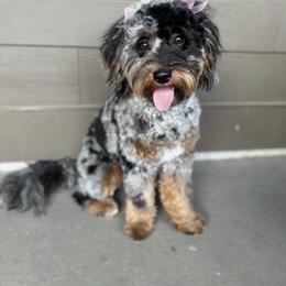 Australian Mountain Doodle, Bernedoodle, and Cavapoo Puppies from Cedar Wood Farms