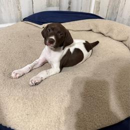 Liver and white female - Liver and white female German Shorthaired Pointer puppy in Caro, Michigan from Freemans' GSP's