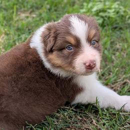 Kisses - red tri female - Red tri-color female Australian Shepherd puppy in Texas from Wray Aussies