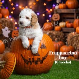 Frappuccino ORANGE COLLAR boy  3500 - Parti male Goldendoodle puppy in Corona, California from Fluffy Puppy Mini Doodles LLC