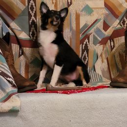Sweetie pie - Black white and tan female Shetland Sheepdog puppy in Altha, Florida from Hill Top Shelties