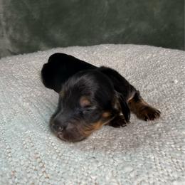 Black and Tan Girl - Black and tan female Dachshund puppy in Santa Rosa, California from Signature Mini Dachshunds