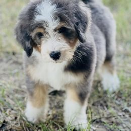 Bernedoodle All Grown Up from Little Fur Friends Bernedoodles