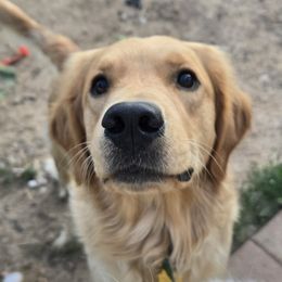 Ashoka - Golden female Golden Retriever puppy in Berthoud, Colorado from Sycamore Goldens