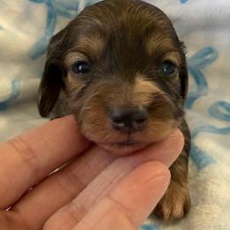 Dylan - Dapple male Dachshund puppy in Griffin, Georgia from Always Trippin' Doxie Life