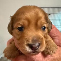 Boy 2 - Red male Dachshund puppy in Palm Coast, Florida from Michelle’s Mini Dachshunds