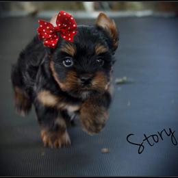 Yorkshire Terrier Puppies from Danielle's Yorkie Babies