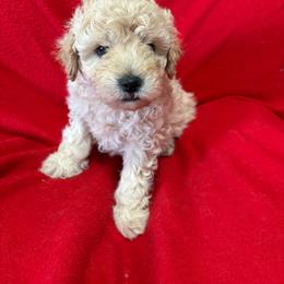 Green-Mini - Cream male Goldendoodle puppy in Millville, New Jersey from Michelle's Doodles