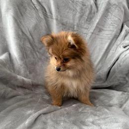 Orange Sable -  Available - Orange sable female Pomeranian puppy in Effort, Pennsylvania from Pomeranian Puppies