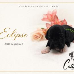 Eclipse - Black and white female Great Dane puppy in Liberty, New York from Catskills Greatest Danes