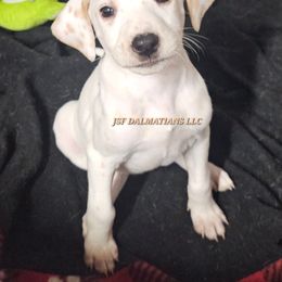 Hua Tan Lemon Boy - White and lemon male Dalmatian puppy in Conrath, Wisconsin from JSF Dalmatians LLC