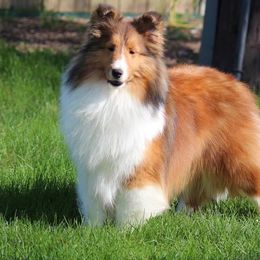 Martie - Shetland Sheepdog