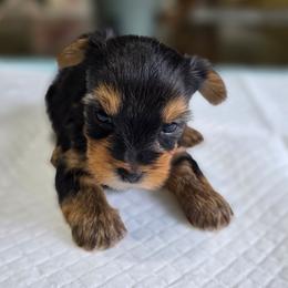 Chyna's Boy 4 - Black and tan male Yorkshire Terrier puppy in Aiken, South Carolina from Sio's Yorkies