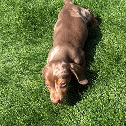 Dapple female - Dapple female Dachshund puppy in Woodward, Oklahoma from Wiener Dreams Dachshunds