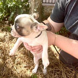 French Bulldog Puppies from Southern Mississippi Frenchies