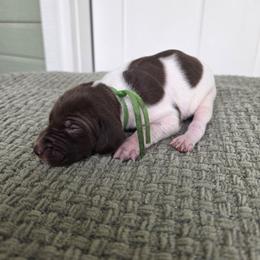 Green Boy - Liver and white male German Shorthaired Pointer puppy in Nampa, Idaho from Heart Mountain Cavaliers & Floating Feathers Kennel