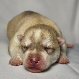 Destiny - Red and white female Siberian Husky puppy in Los Angeles, California from Limitless Huskies