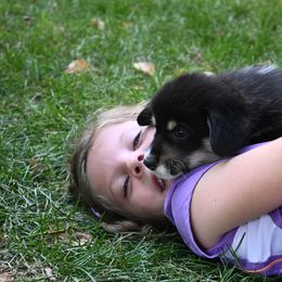 Pembroke Welsh Corgi Puppies from A&A’s Adorable Corgis