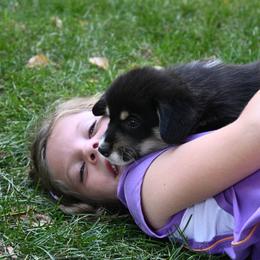 Pembroke Welsh Corgi Puppies from A&A’s Adorable Corgis
