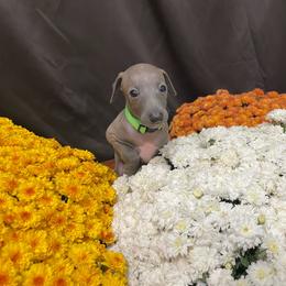 Carlo - Blue male Italian Greyhound puppy in Lancaster, Missouri from White Stone Ranch